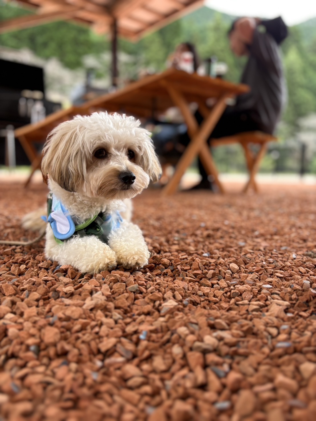 自然の中を走る犬