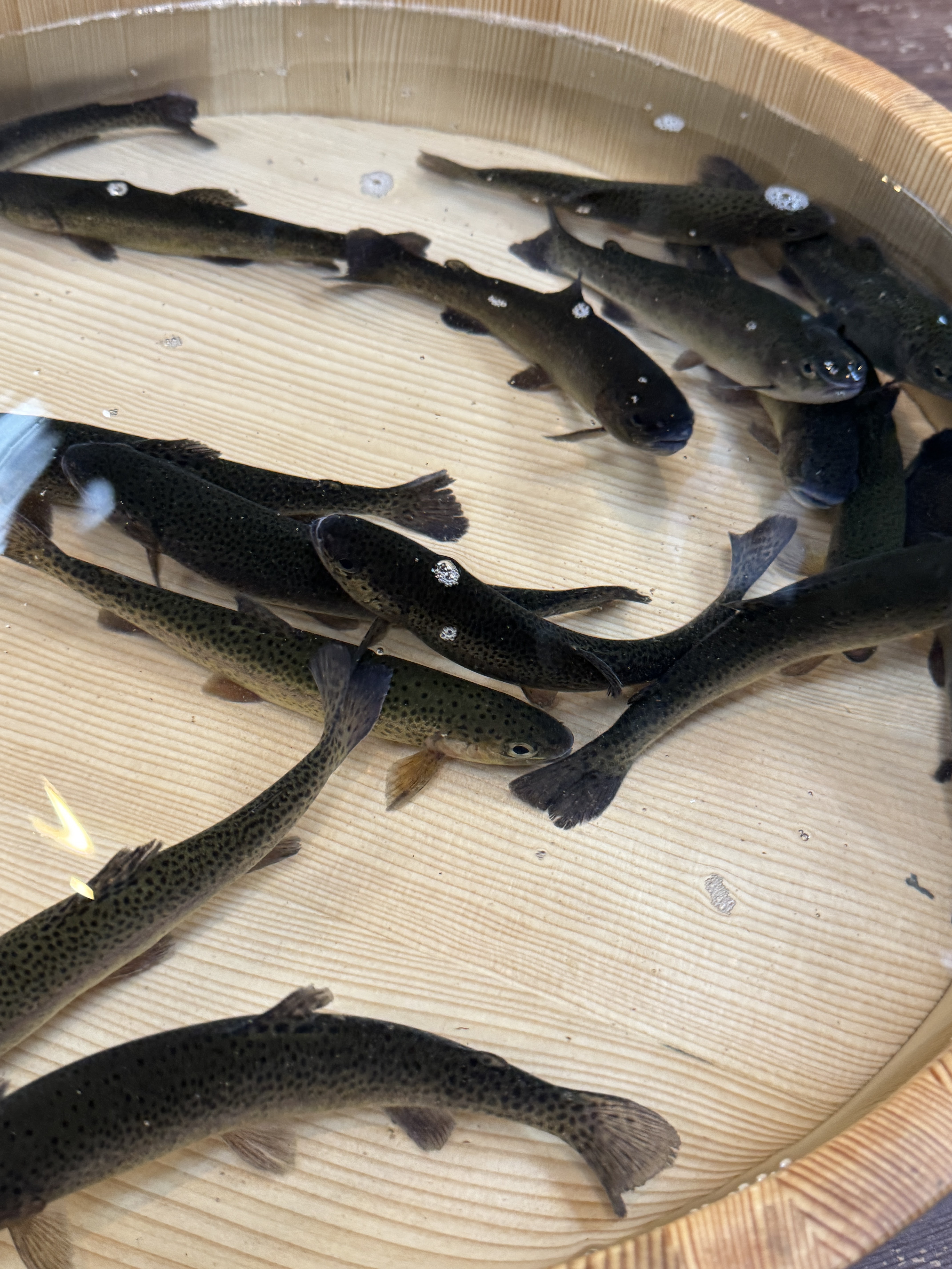 透き通った水で育つ魚